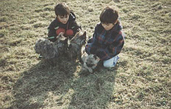 Cairn Terrier und Kinder